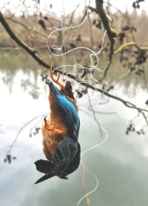 verendeter Eisvogel