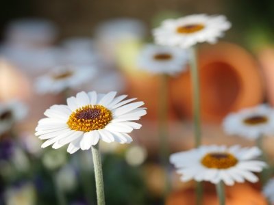 Blumen Frühling