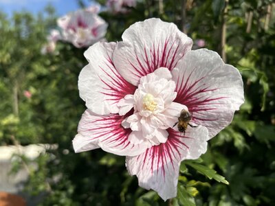 Halina Rizzo - Ein bisschen Hawaii im heimischen Garten