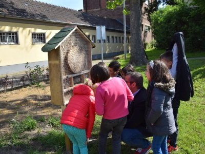 Noch mehr Bienen für die Wilhelm-Busch-Schule_2