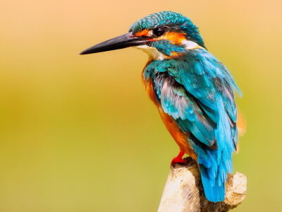 Eisvogel auf Baumstamm