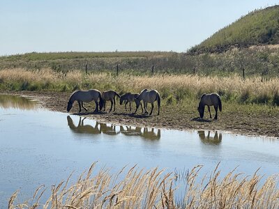 Christine Bekker - Bild 2 - Wildpferde auf der Sophienhöhe